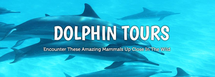 Kauai Dolphin Tours