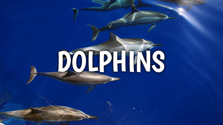Big Island Dolphin Tours