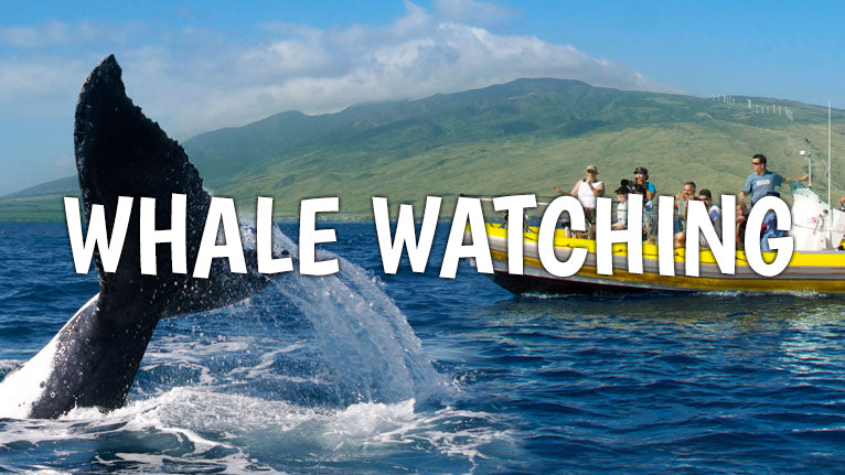Kauai Whale Watching